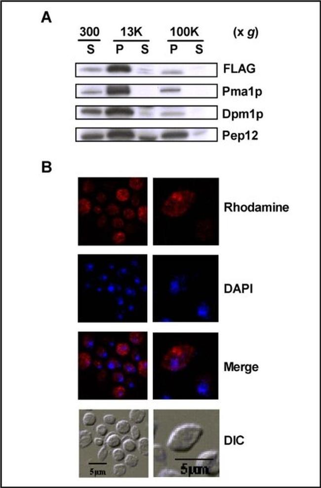 DPM1 Antibody in Western Blot (WB)