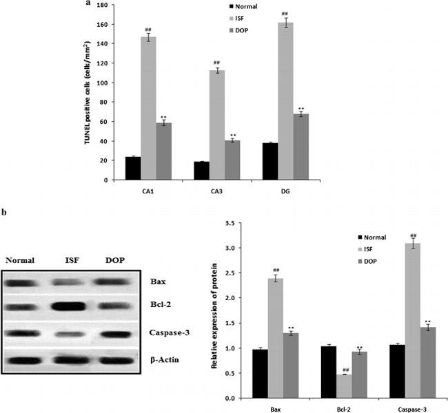 Bax Antibody in Western Blot (WB)