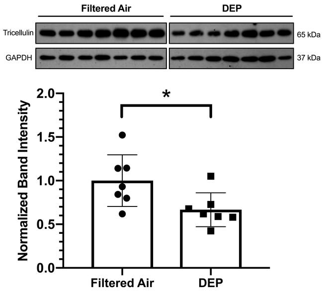 MARVELD2 Antibody in Western Blot (WB)