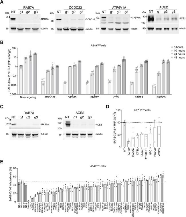 ACE2 Antibody in Western Blot (WB)