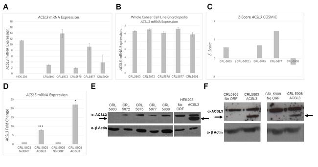 ACSL3 Antibody in Western Blot (WB)