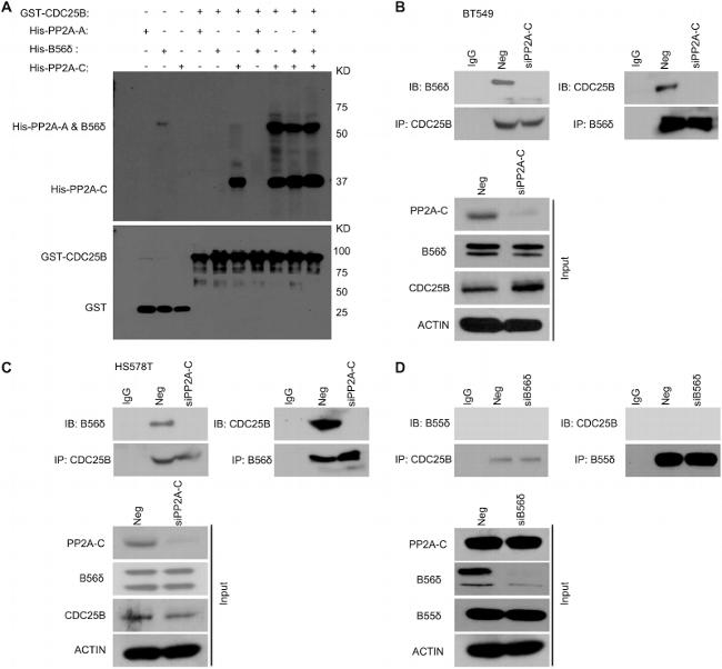 PPP2R2D Antibody in Western Blot, Immunoprecipitation (WB, IP)