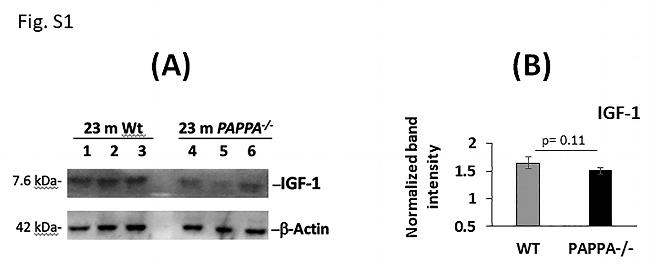 beta Actin Antibody in Western Blot (WB)