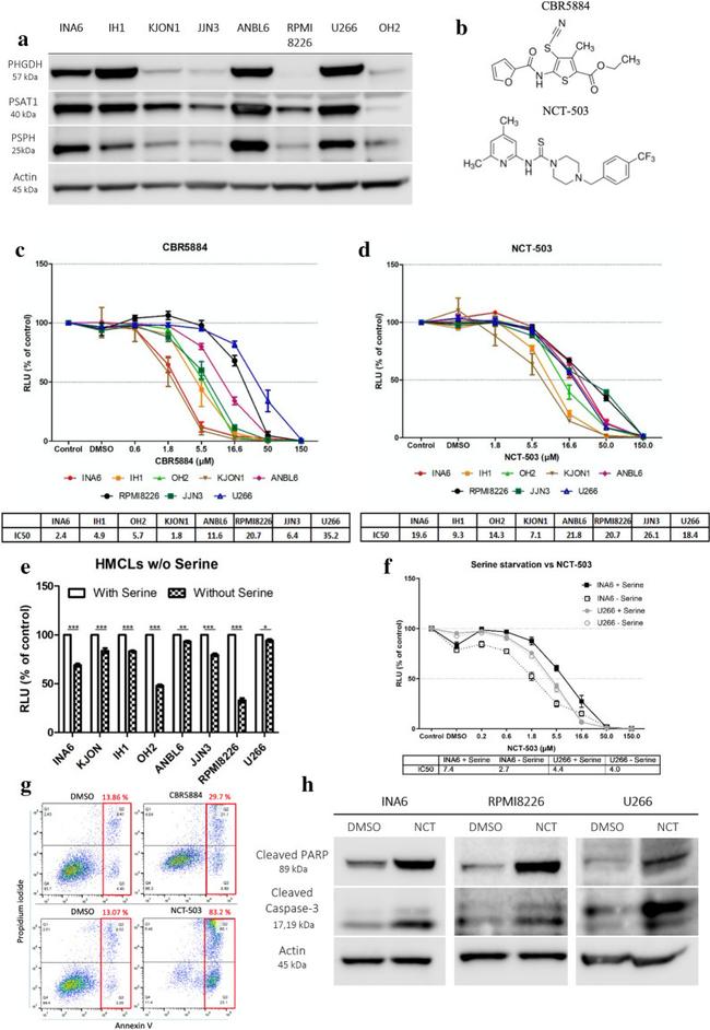 PSAT1 Antibody in Western Blot (WB)