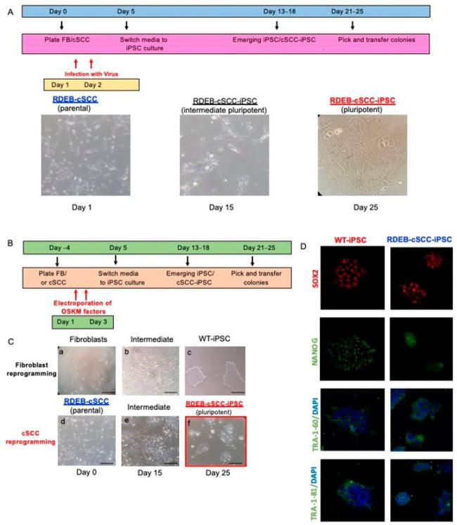 SOX2 Antibody in Immunocytochemistry (ICC/IF)