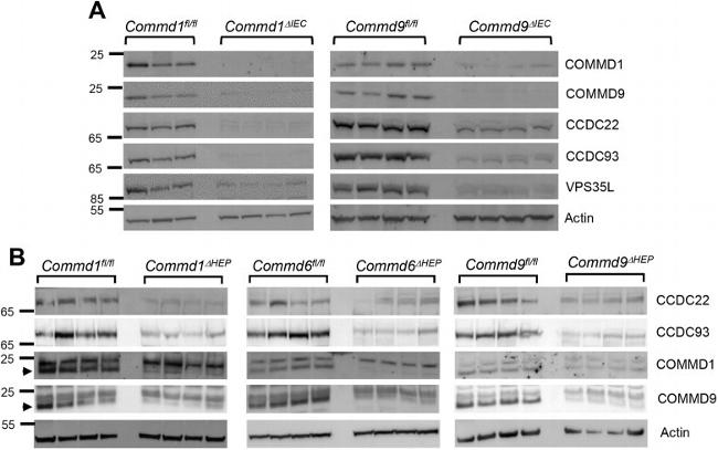 C16orf62 Antibody in Western Blot (WB)