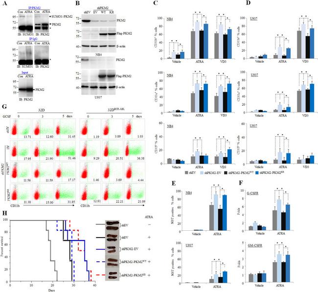 CD15 Antibody in Flow Cytometry (Flow)