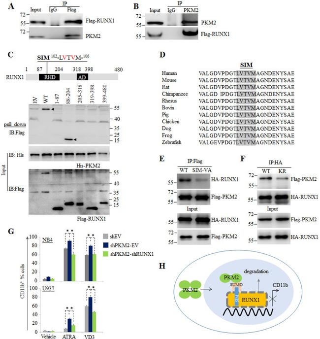 CD11b Antibody in Flow Cytometry (Flow)