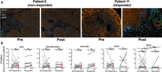 CD3e Antibody in Immunocytochemistry (ICC/IF)