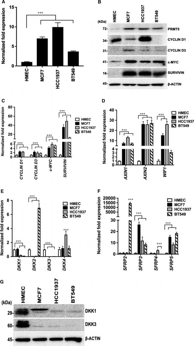 PRMT5 Antibody in Western Blot (WB)