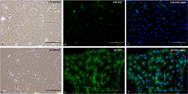 ERK1/ERK2 Antibody in Immunocytochemistry (ICC/IF)