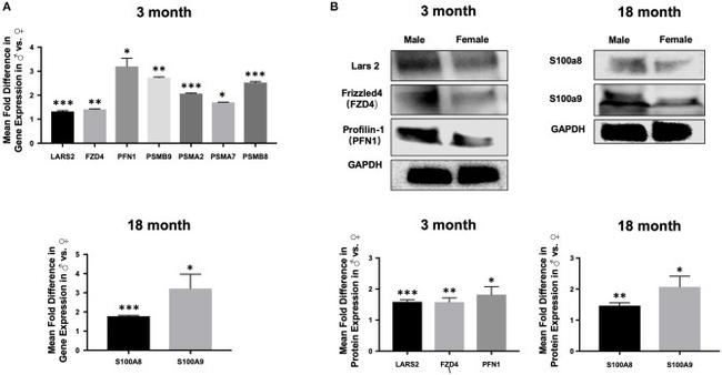 FZD4 Antibody in Western Blot (WB)