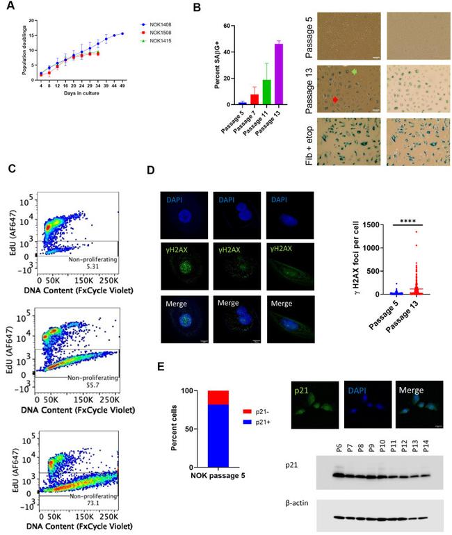 p21 Antibody in Immunocytochemistry (ICC/IF)