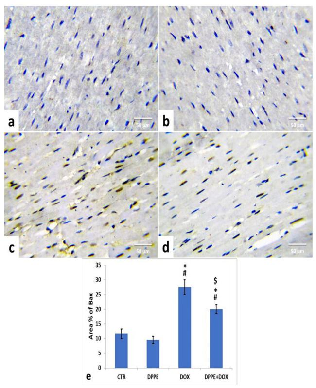 Bcl-2 Antibody in Immunohistochemistry (IHC)