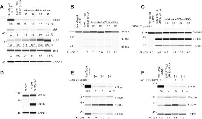 GSPT1 Antibody in Western Blot (WB)