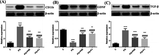 GDNF Antibody in Western Blot (WB)