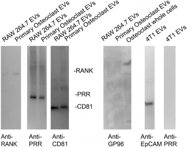 GRP94 Antibody in Western Blot (WB)