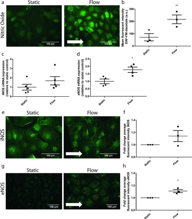 eNOS Antibody in Immunocytochemistry (ICC/IF)