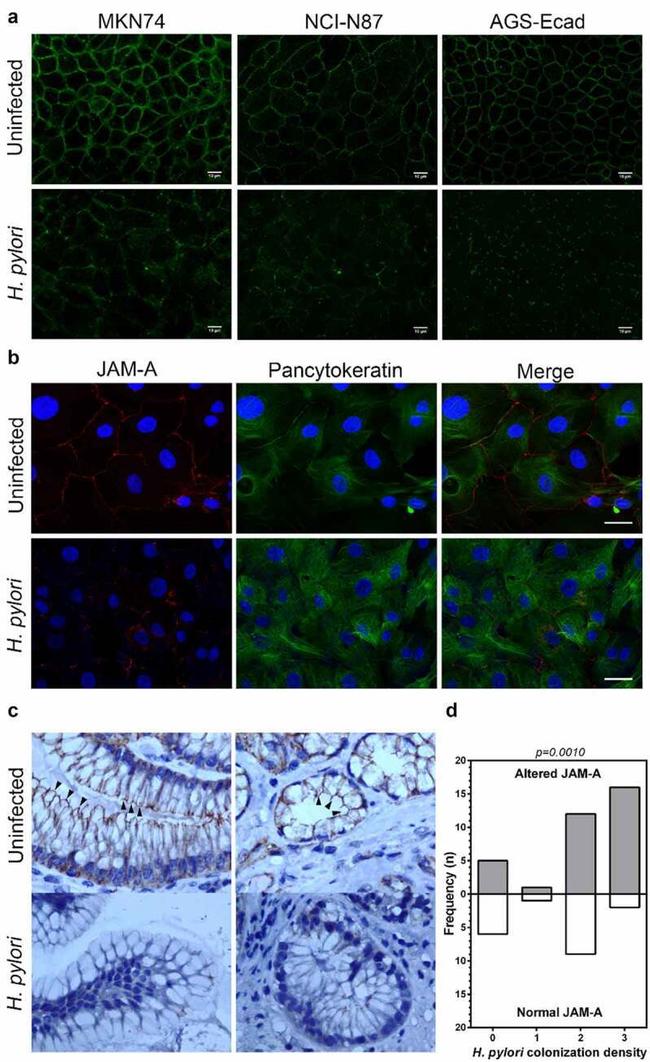 JAM-A (CD321) Antibody in Immunocytochemistry (ICC/IF)