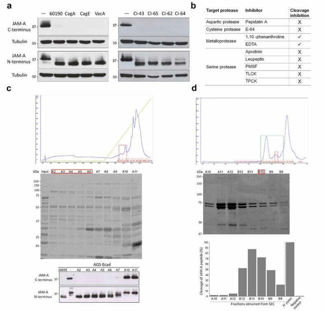 JAM-A (CD321) Antibody in Western Blot (WB)