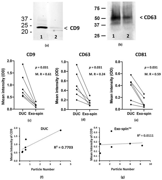 CD9 Antibody in Western Blot (WB)