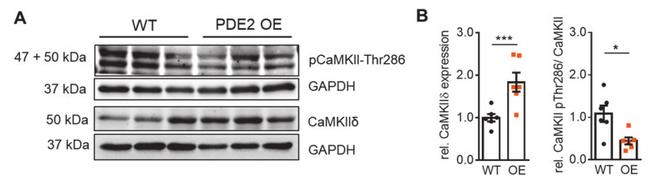 Phospho-CaMKII alpha (Thr286) Antibody in Western Blot (WB)