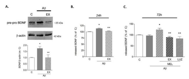 BDNF Antibody in Western Blot (WB)