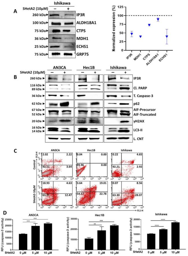 AIF Antibody in Western Blot (WB)