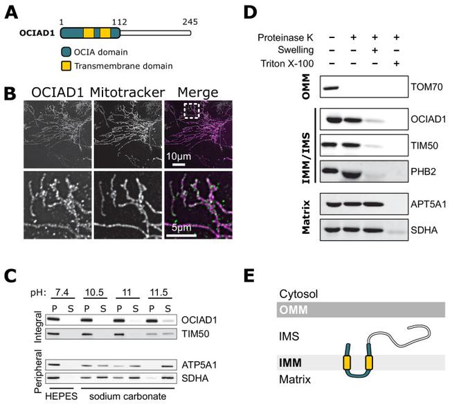 OCIAD1 Antibody in Immunocytochemistry (ICC/IF)