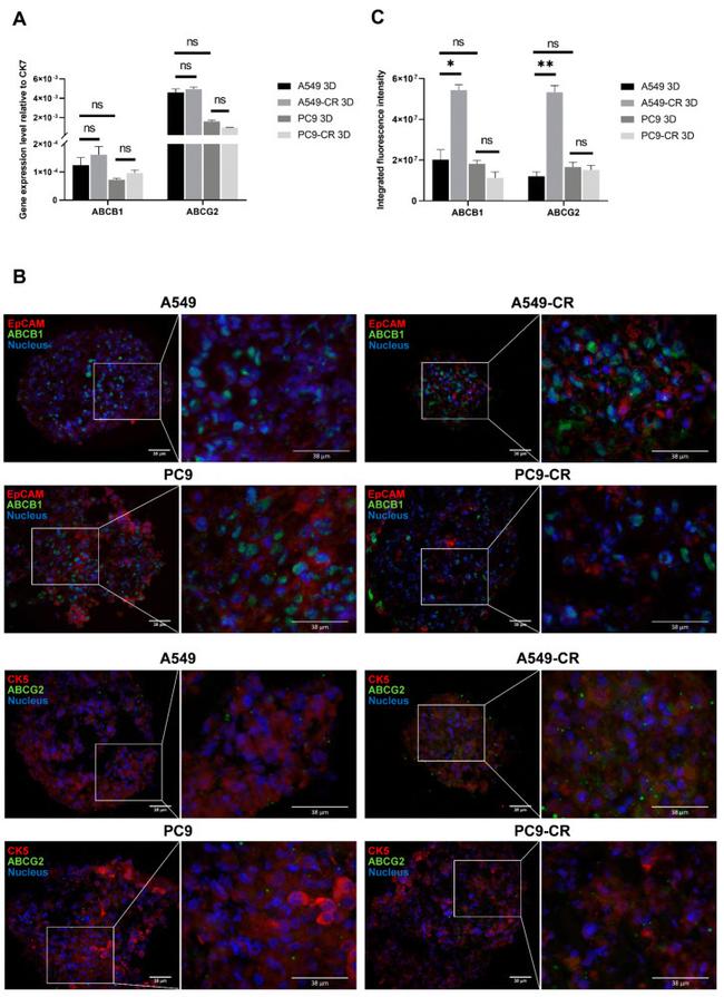 EpCAM Antibody in Immunohistochemistry (IHC)