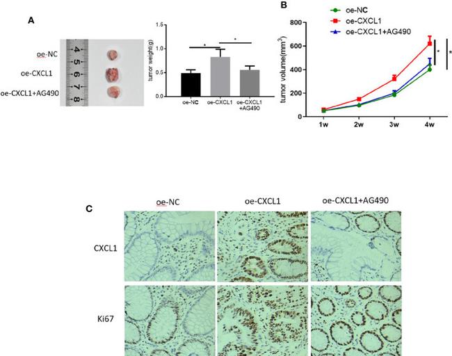 CXCL1 Antibody in Immunohistochemistry (Paraffin) (IHC (P))