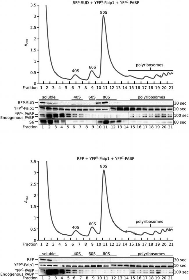 RFP Antibody in Western Blot (WB)