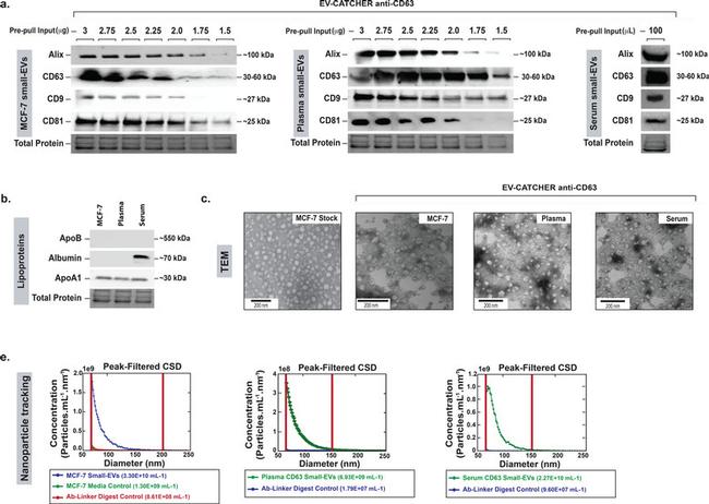 Alix Antibody in Western Blot (WB)