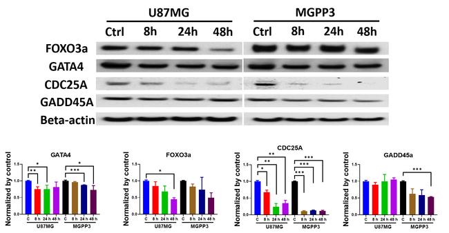 GATA4 Antibody in Western Blot (WB)