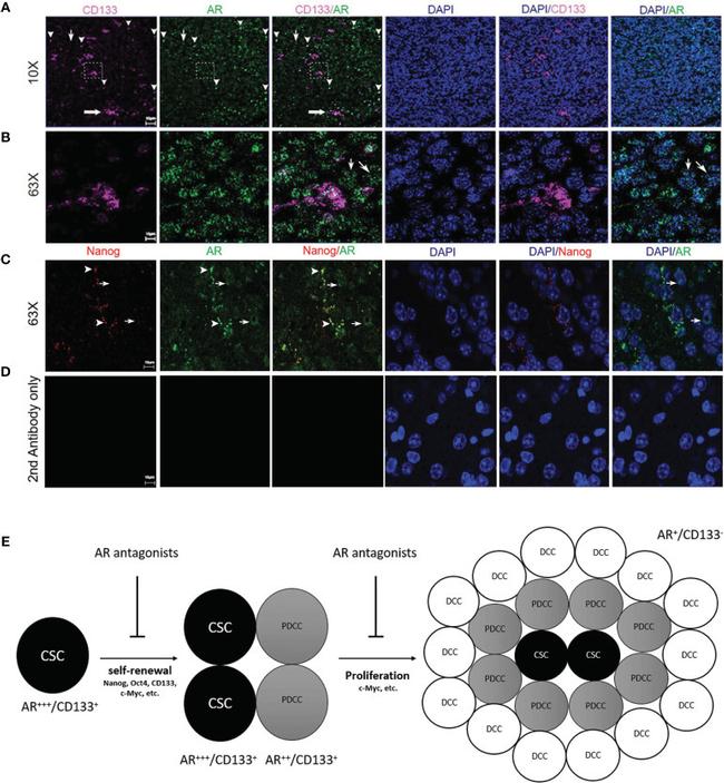 Nanog Antibody in Immunohistochemistry (IHC)