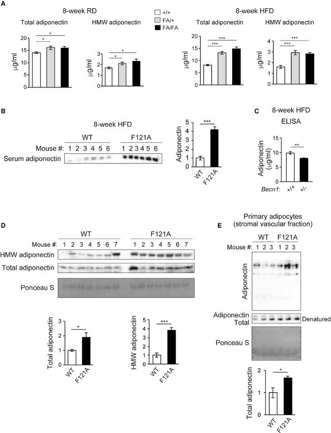 Adiponectin Antibody in Western Blot (WB)