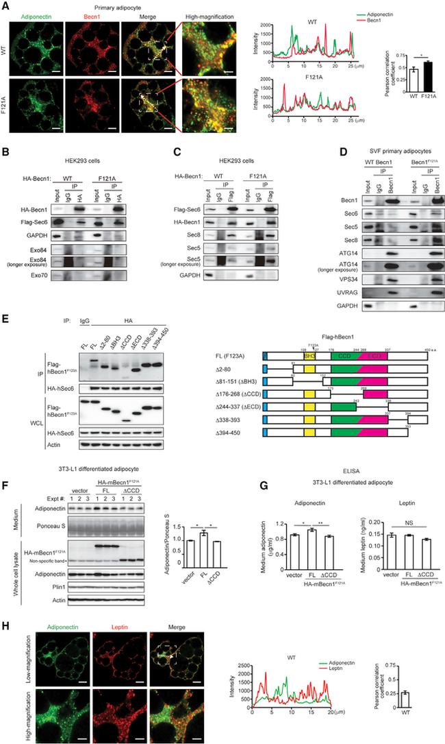 Adiponectin Antibody in Western Blot (WB)