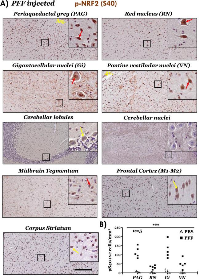 Phospho-Nrf2 (Ser40) Antibody in Immunohistochemistry (IHC)