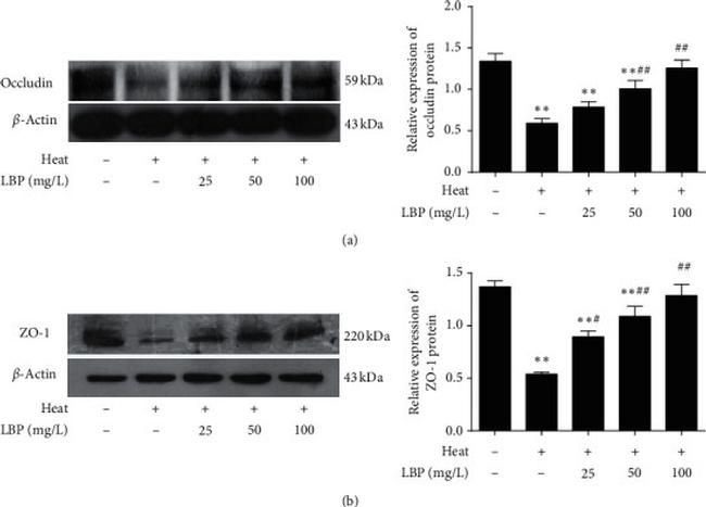 Occludin Antibody in Western Blot (WB)