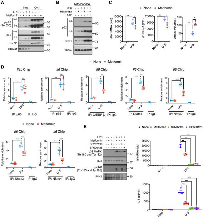 NFATC1 Antibody in ChIP Assay (ChIP)