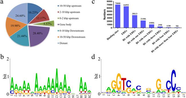 Estrogen Receptor alpha Antibody in ChIP Assay (ChIP)