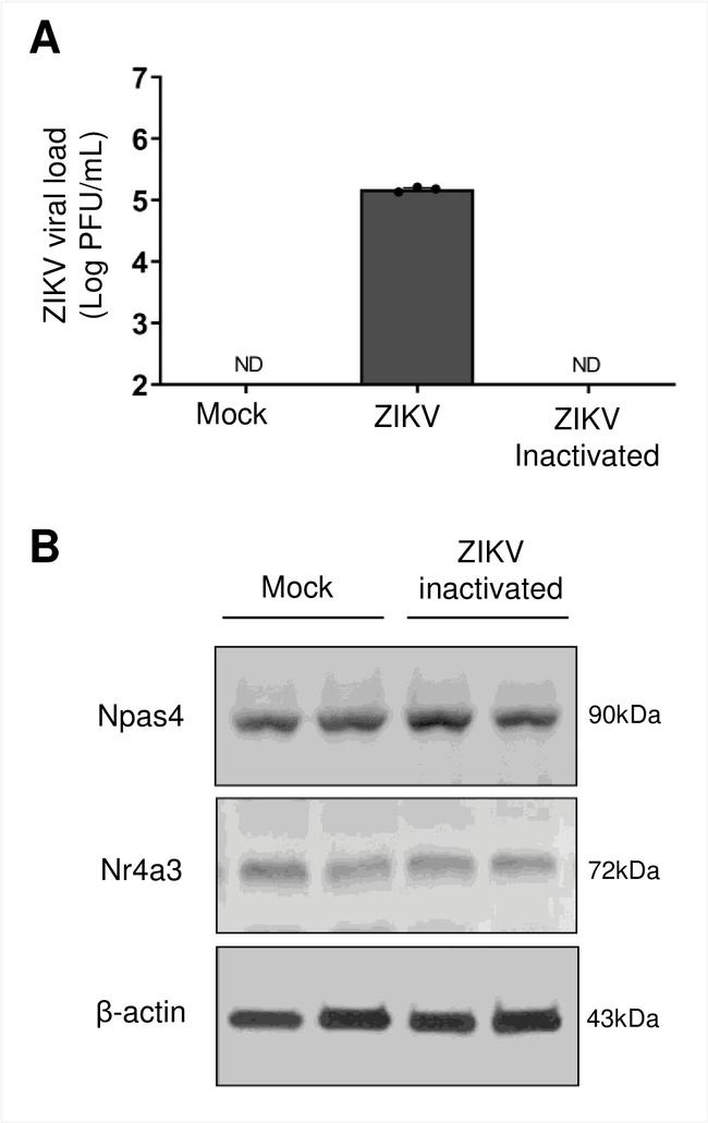 NOR-1 Antibody in Western Blot (WB)