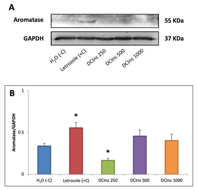 Aromatase Antibody in Western Blot (WB)