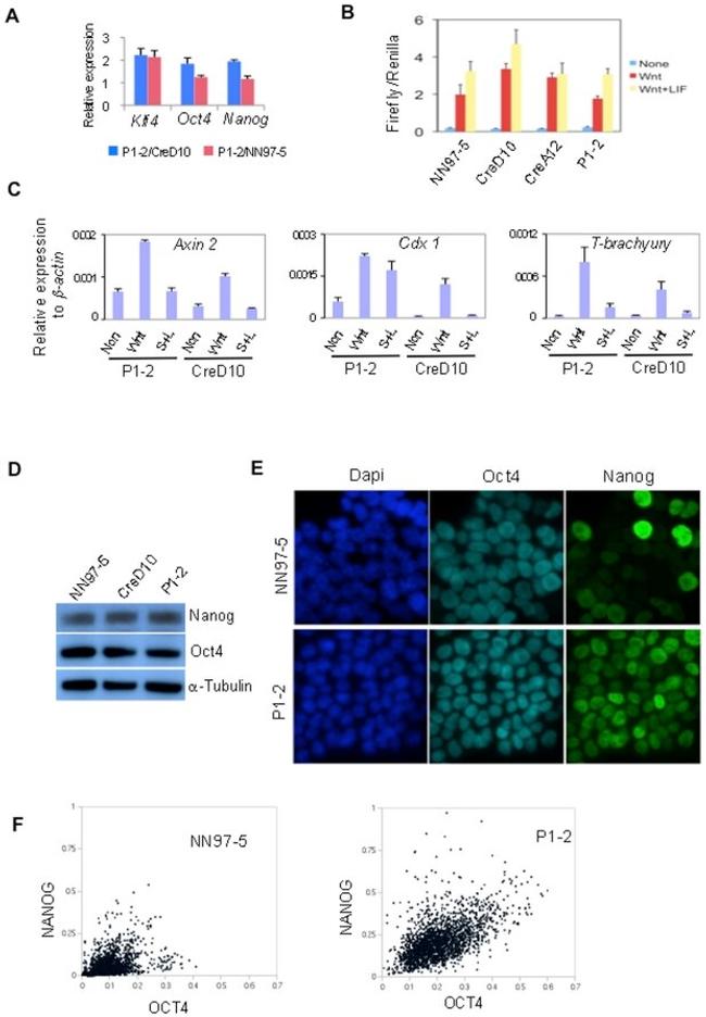 Nanog Antibody in Western Blot, Immunocytochemistry (WB, ICC/IF)