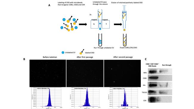 TSG101 Antibody in Western Blot (WB)