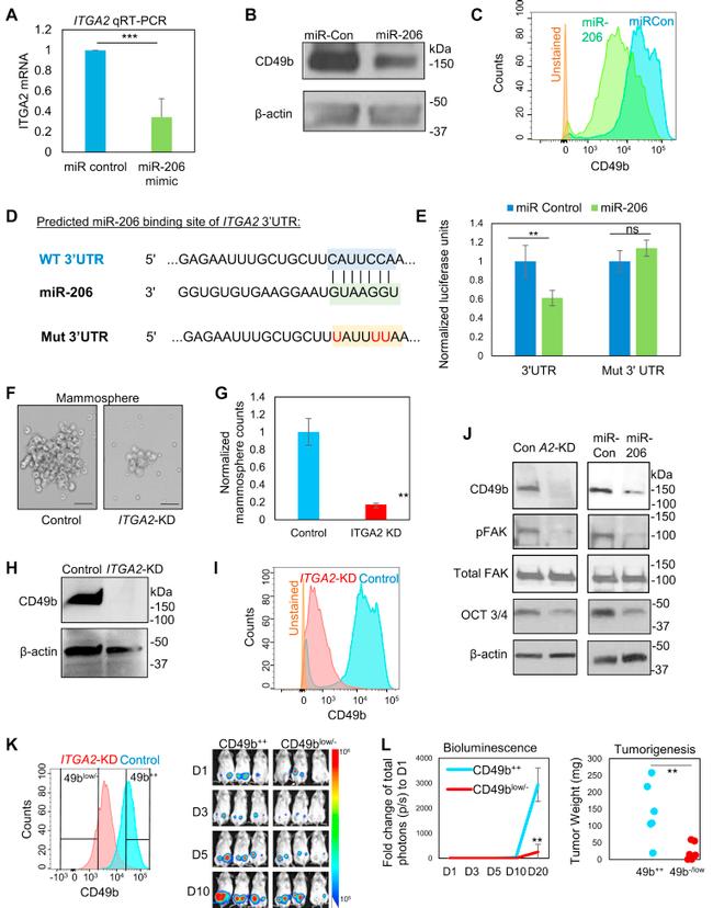 ITGA2 Antibody in Western Blot (WB)