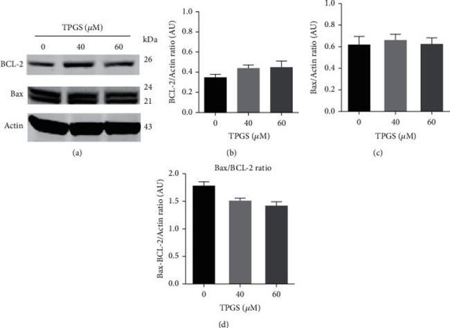 Bcl-2 Antibody in Western Blot (WB)