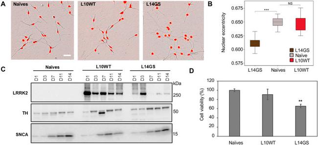 alpha Synuclein Antibody in Western Blot (WB)