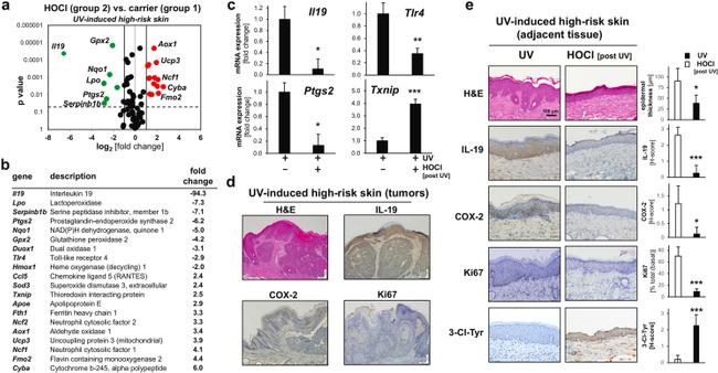 IL-19 Antibody in Immunohistochemistry (Paraffin) (IHC (P))