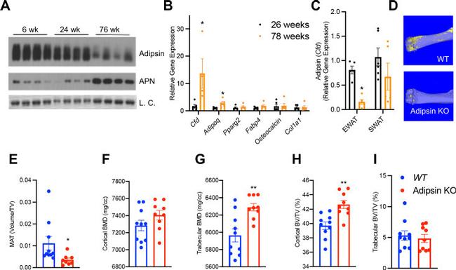 Adiponectin Antibody in Western Blot (WB)